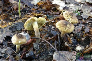 Inocybe tenebrosa (1)